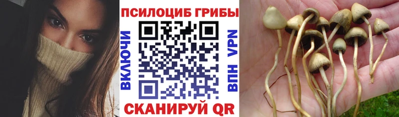 hydra ТОР  Белый  darknet официальный сайт  Псилоцибиновые грибы Psilocybe 